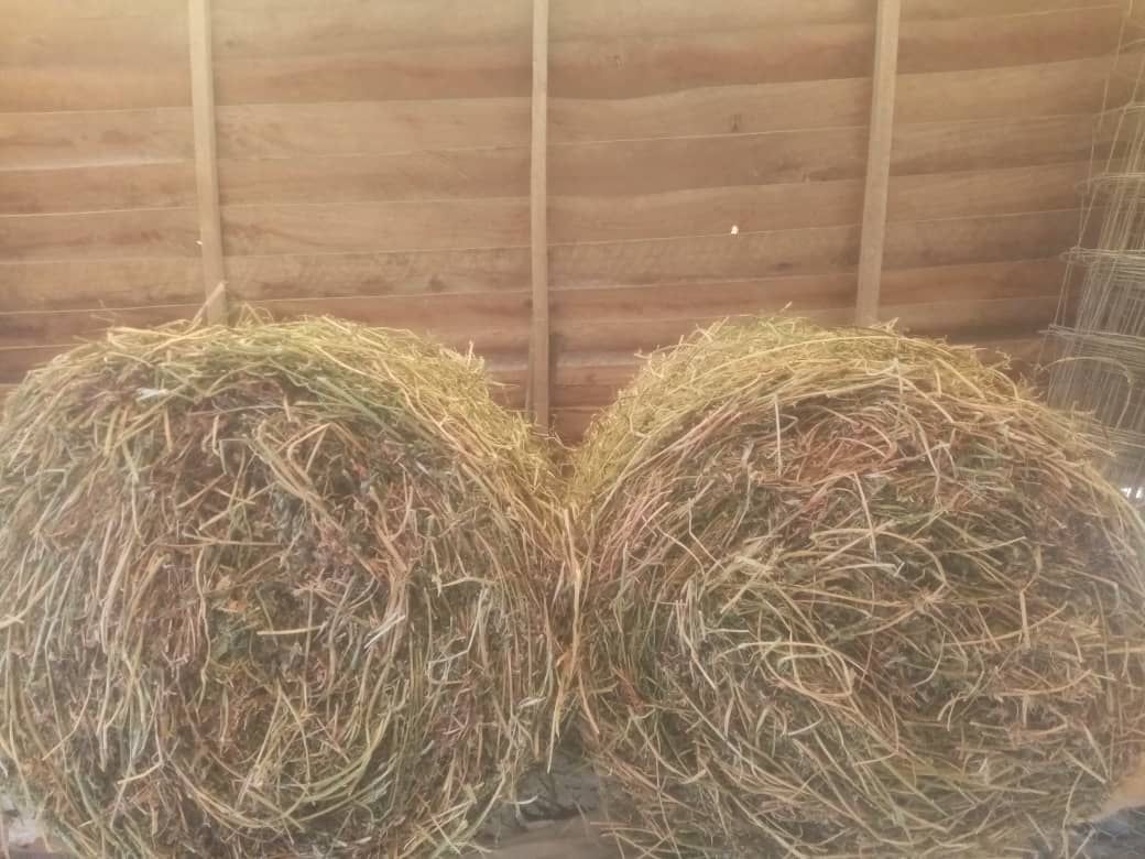 Lucerne seeds - Aurora variety