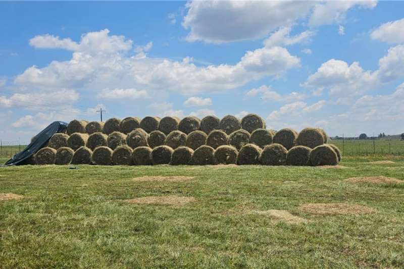 Eragrostis / Oulandsgras & Tef mix / gemeng bale